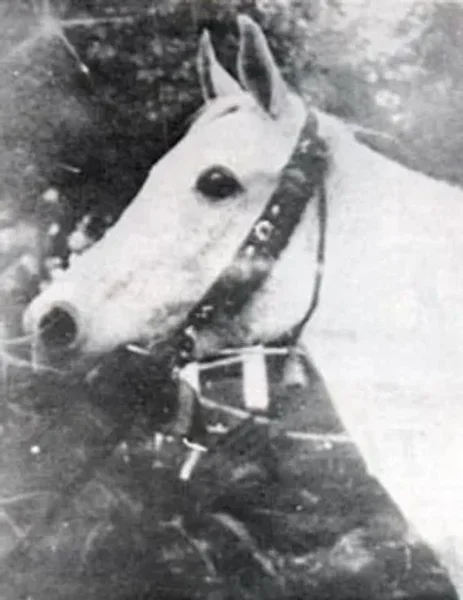 Negma 1910 Arabian Mare