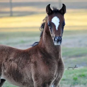 Imperial Kabisah 2013 (unnamed colt)