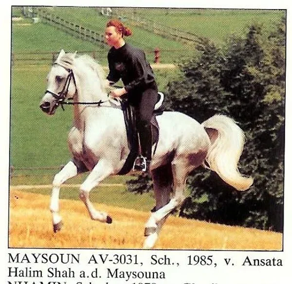 MAYSOUN