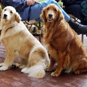 Golden Retriever - #3 Favorite Breed