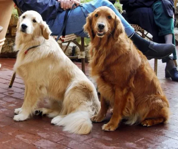 Smart, good-natured, and eager to please, the Golden Retriever excels as a family companion and working dog.