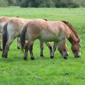 Przewalski's Horse