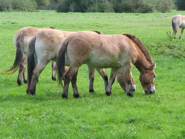 Przewalski's horse (pronounced /'vælski/ sh-VAL-skee or /z'vlski/ z-VAHL-skee; Khalkha Mongolian: , takhi; Ak Kaba Tuvan: [da//da] dagy; Polish: [p'valski]; Equus ferus przewalskii)