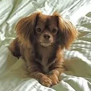 Cockapin (Designer Dog)