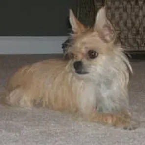 Silkin (Designer Dog)
