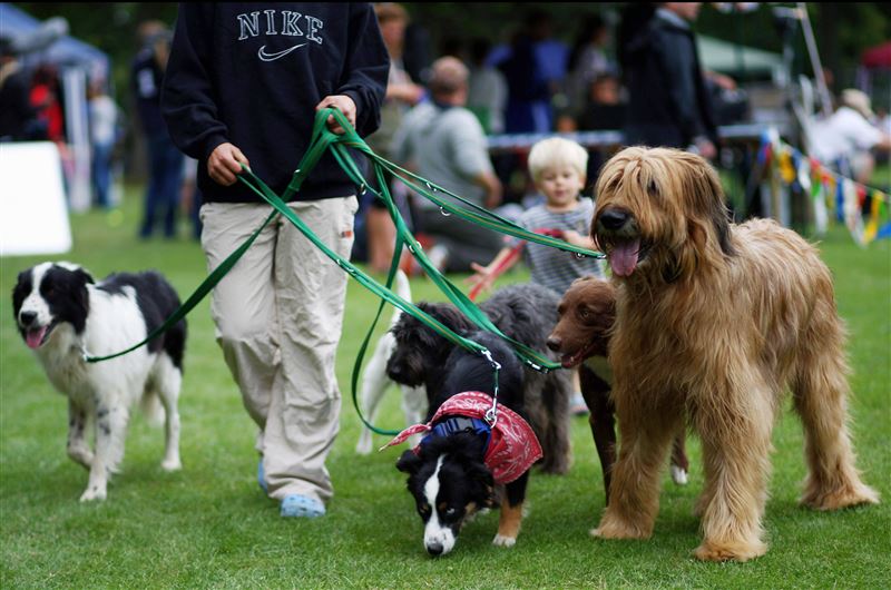 National Poll for Top 15 Most Popular Dogs