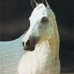 Alnahr Mon Ami