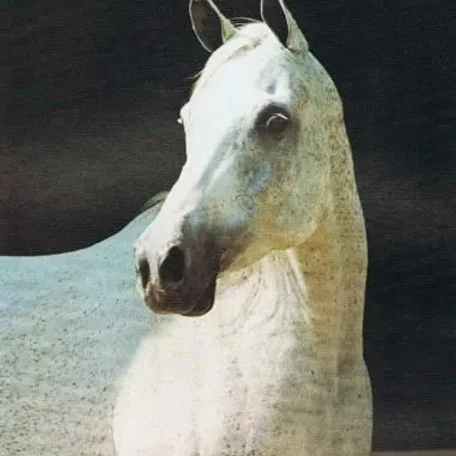 Alnahr Mon Ami
