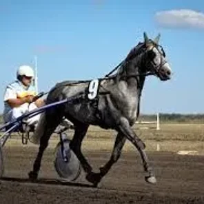 Driving Horses List