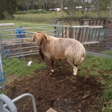 Sire ram of the F1 Awassi/Assaf.