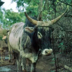Anuak