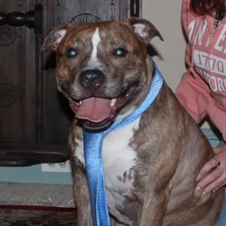I must say after meeting him and seeing how much he adores Sharon that his name is really fitting to him...Baby!!!
This Staffordshire Bull Terrier is such a sweet and beautiful guy and very protective of his owner and best friend!
