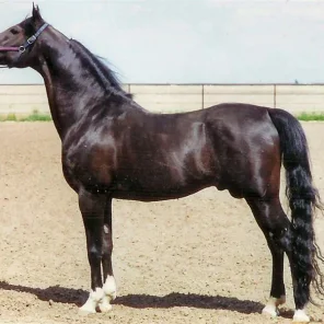 Serenader