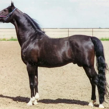 Serenader