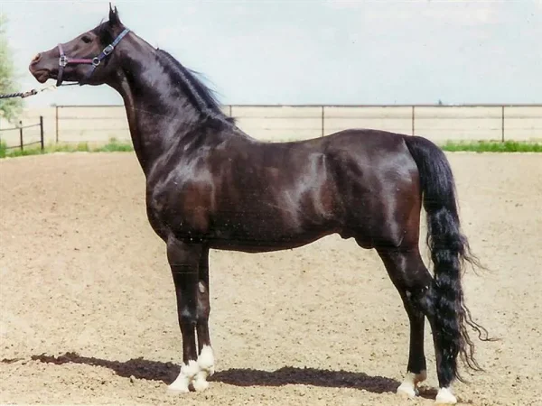 Serenader