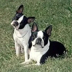 Boston Chin (Designer Dog)