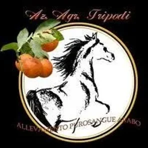 Tripodi Arabians
