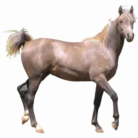 Comar Gai Rifraff