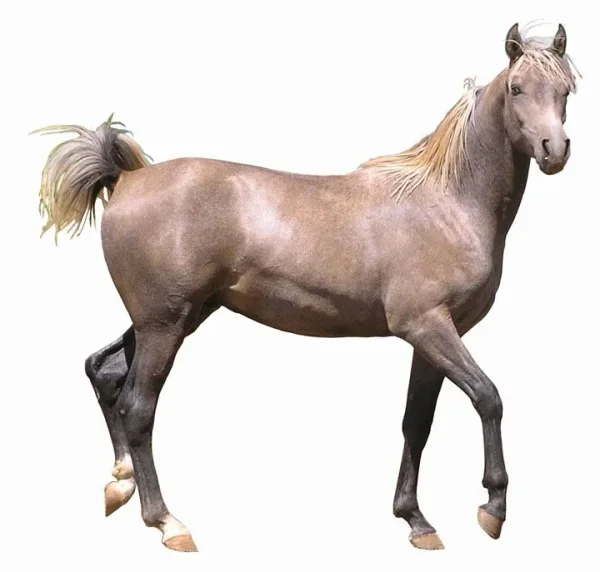 Comar Gai Rifraff