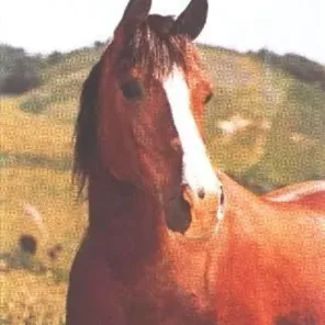 Khemadera