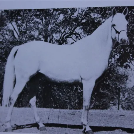 Ralla (Raseyn x Nakkla) grey mare, foaled December 3, 1943bred by W.K. Kellogg Institute