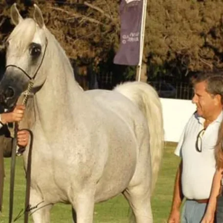 VAN EL ROSE Unanimous National Champion Senior Mare