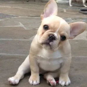 French Bulldog - Frenchie - # 9 Favorite Breed