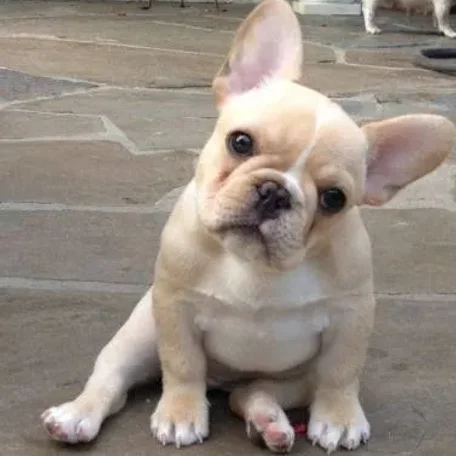 His unique appearance and mischievous nature make the Frenchie a well-loved breed.