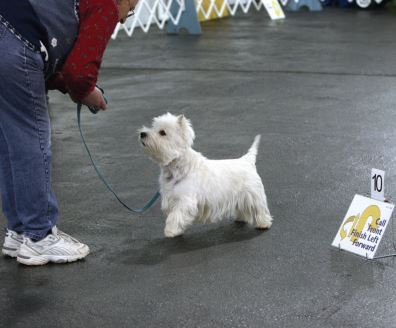Agility Part 2 (Rally)