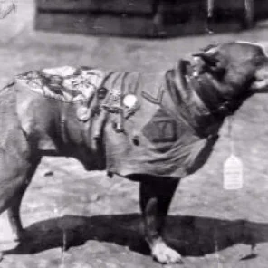 SGT. Stubby