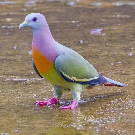 Rare PINK-NECKED GREEN PIGEON, also known as fruit dove.
