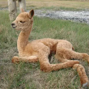 Alpaca vs Llama, What are the Differences??