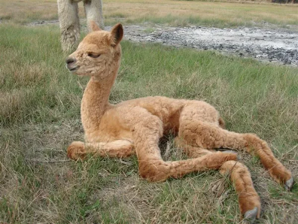 Alpaca vs Llama, What are the Differences