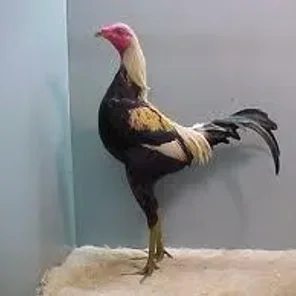 Golden Duckwing