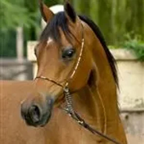 HED CAJUN QUEEN