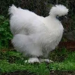 non-Bearded White Silkie Bantam