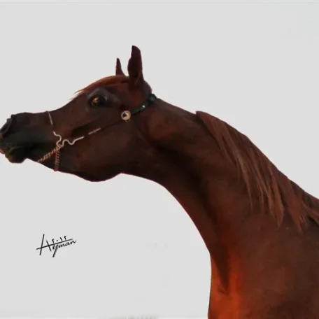 my beautiful 2010 colt Al Aredh by Al Reah Al thalith
