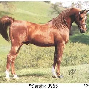 *SERAFIX