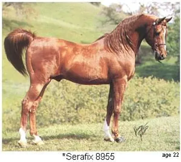 *SERAFIX