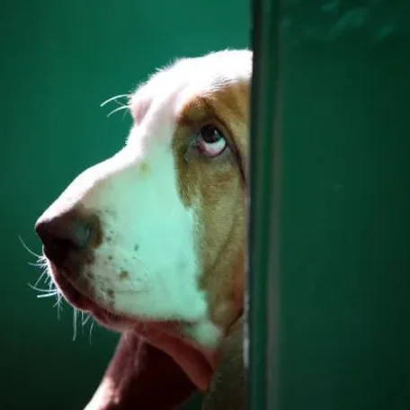 Difficult dogs to train