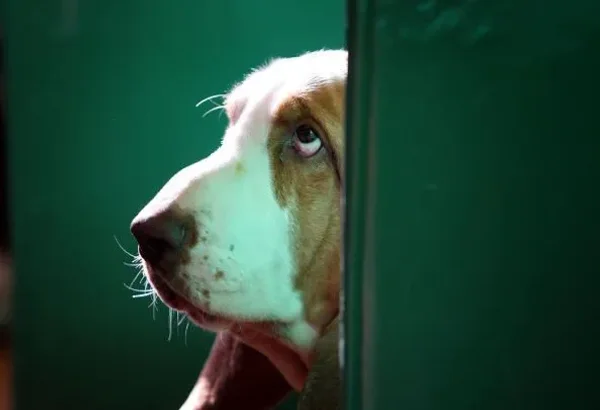 Difficult dogs to train