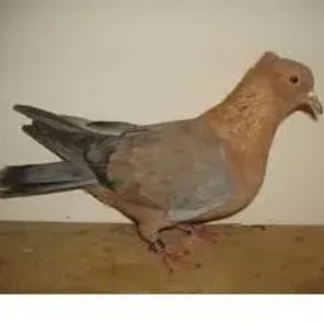Archangel Pigeon
