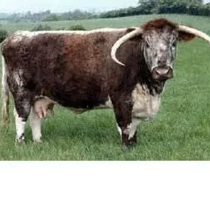 English Longhorn