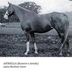 Astrella