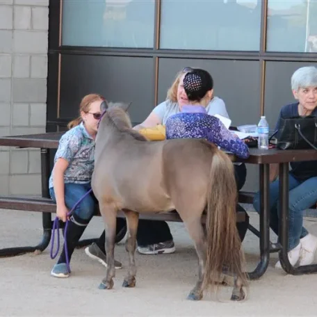 Miniature Horses to Amaze