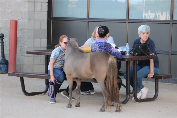 Miniature Horses to Amaze