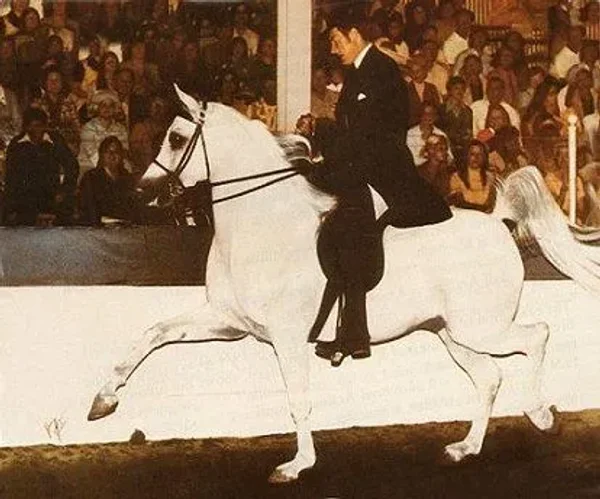 Sakr