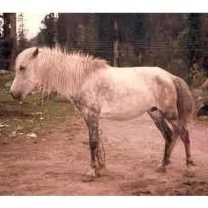 Indian Country Bred