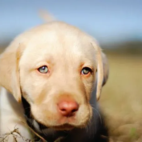 Mesmorizing Eyes