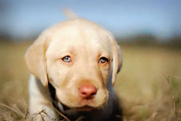 Mesmorizing Eyes
